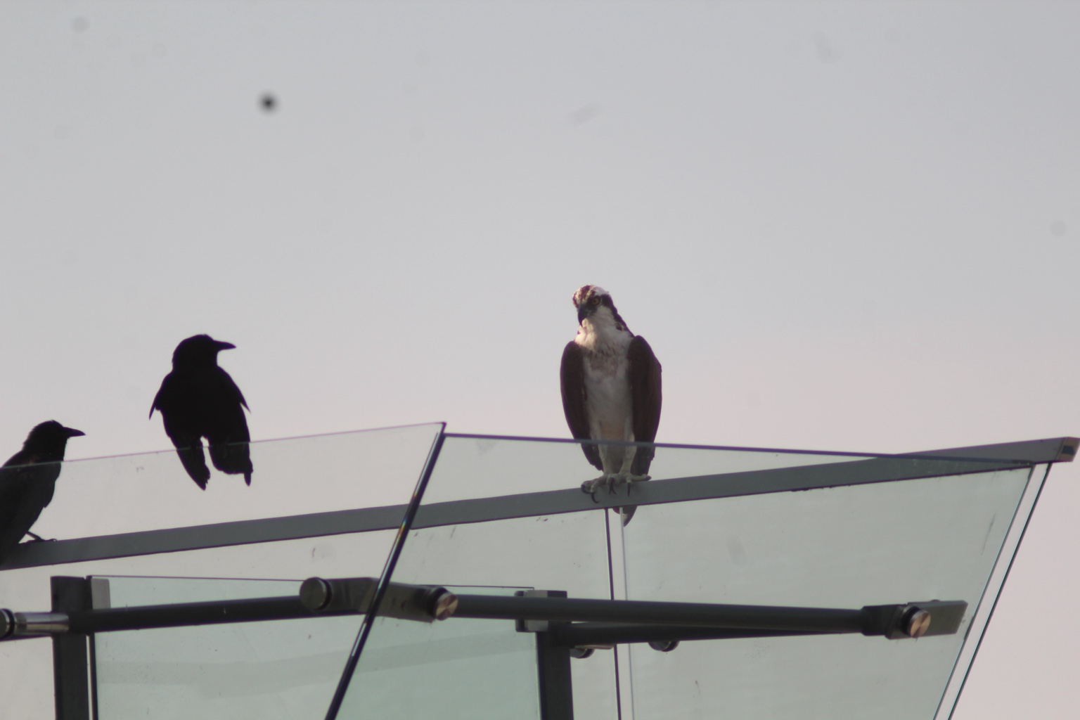 An osprey perched calmly beside crows on a glass rooftop